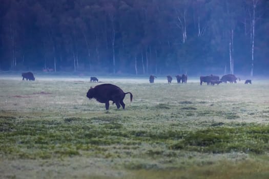 Wild european aurochs in the forest at Belovezhskaya Pushcha National Park, Belarus.
