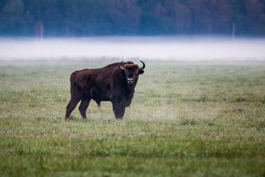 Wild european aurochs in the forest at Belovezhskaya Pushcha National Park, Belarus.
