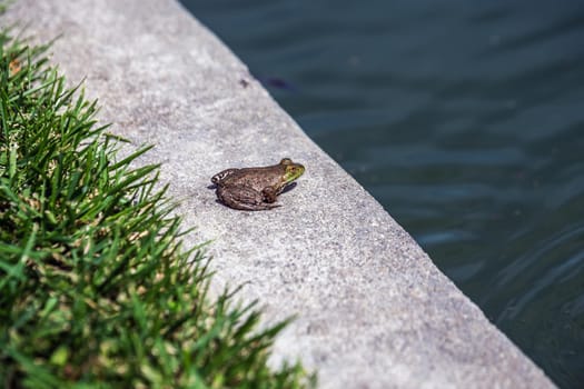 Big frog at the local winery near Sonoma, USA.