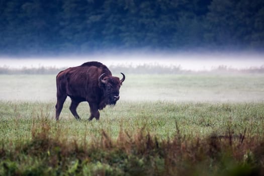 Wild european aurochs in the forest at Belovezhskaya Pushcha National Park, Belarus.