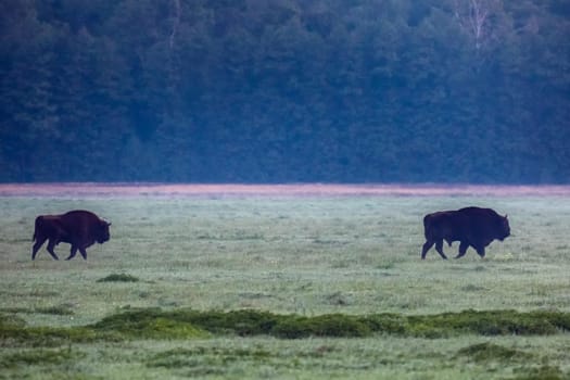 Wild european aurochs in the forest at Belovezhskaya Pushcha National Park, Belarus.