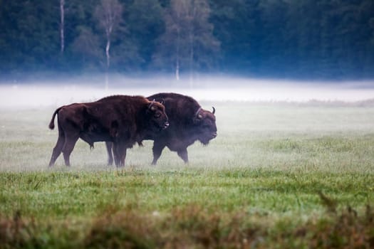 Wild european aurochs in the forest at Belovezhskaya Pushcha National Park, Belarus.