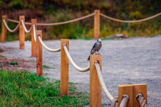 Bird near Maroon Bells at autumn season in in Aspen Colorado, USA.