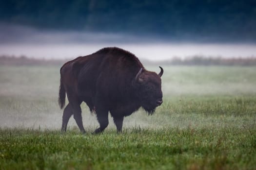 Wild european aurochs in the forest at Belovezhskaya Pushcha National Park, Belarus.