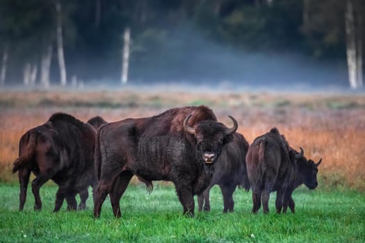 Wild european aurochs in the forest at Belovezhskaya Pushcha National Park, Belarus.