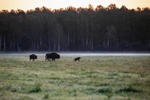 Wild european aurochs in the forest at Belovezhskaya Pushcha National Park, Belarus.
