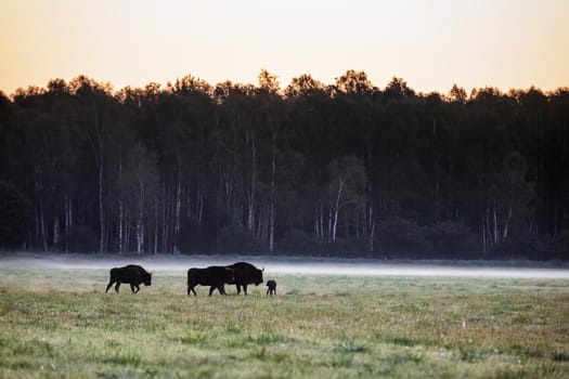 Wild european aurochs in the forest at Belovezhskaya Pushcha National Park, Belarus.
