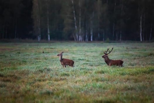 Wild european deers in the forest at Belovezhskaya Pushcha National Park, Belarus.
