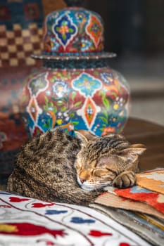 The cat is sleeping in the carpet shop in Istanbul, Turkey.