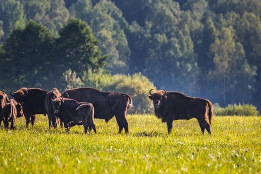 Wild european aurochs in the forest at Belovezhskaya Pushcha National Park, Belarus.