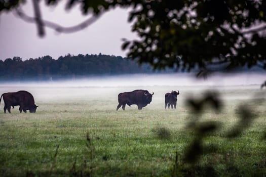 Wild european aurochs in the forest at Belovezhskaya Pushcha National Park, Belarus.