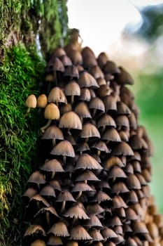 Mushrooms in the forest at Belovezhskaya Pushcha National Park, Belarus.