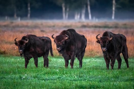 Wild european aurochs in the forest at Belovezhskaya Pushcha National Park, Belarus.