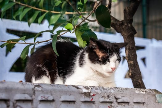 Cat in Istanbul, Turkey. Homeless Cute Cat. A street cat in Istanbul. Homeless animals theme. homeless stray street cat.