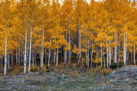 Beautiful yellow autumn aspen tree leaves. Taken near Silverton at the Million Dollar Highway, Colorado Rocky Mountains, USA.