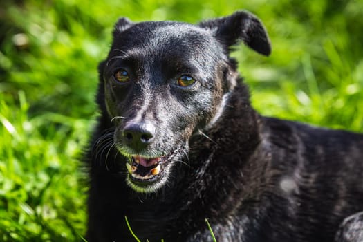 Dog lays on the ground at the Belovezhskaya Pushcha National Park, Belarus.