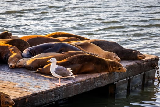 Sea Lions at Pier 39 Fisherman's Wharf has become a major tourist attraction at San Francisco, USA.
