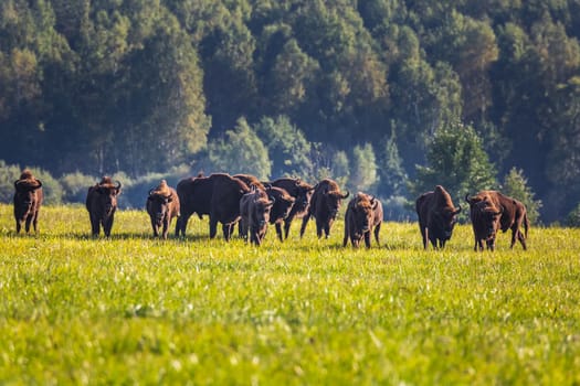 Wild european aurochs in the forest at Belovezhskaya Pushcha National Park, Belarus.