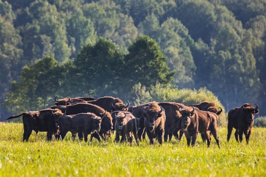 Wild european aurochs in the forest at Belovezhskaya Pushcha National Park, Belarus.