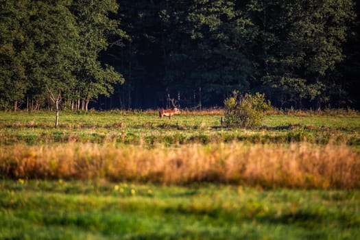 Wild european deers in the forest at Belovezhskaya Pushcha National Park, Belarus.
