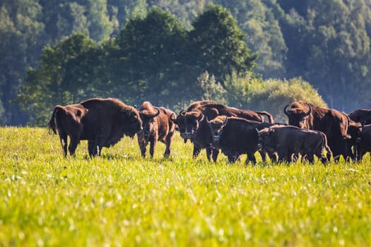 Wild european aurochs in the forest at Belovezhskaya Pushcha National Park, Belarus.