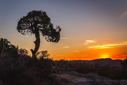 Juniper tree at the Black Canyon of the Gunnison National Park is an American national park located in western Colorado, USA.