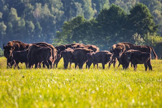 Wild european aurochs in the forest at Belovezhskaya Pushcha National Park, Belarus.