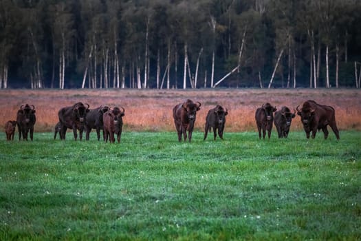 Wild european aurochs in the forest at Belovezhskaya Pushcha National Park, Belarus.