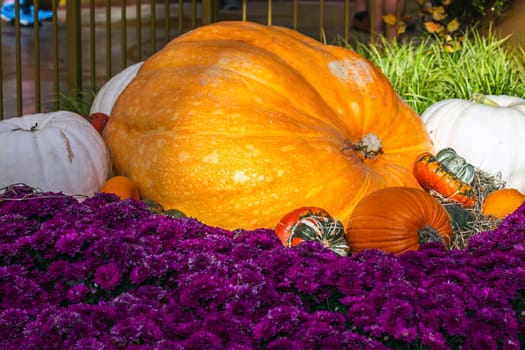 Display for Thanksgiving day decorations contain pumpkins and flowers in Las Vegas.