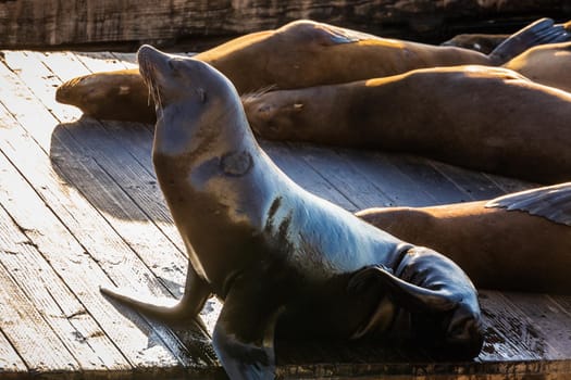 Sea Lions at Pier 39 Fisherman's Wharf has become a major tourist attraction at San Francisco, USA.