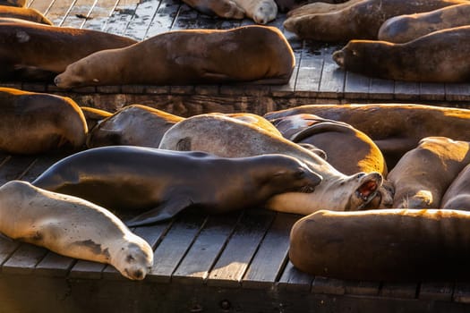 Sea Lions at Pier 39 Fisherman's Wharf has become a major tourist attraction at San Francisco, USA.
