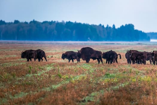 Wild european aurochs in the forest at Belovezhskaya Pushcha National Park, Belarus.