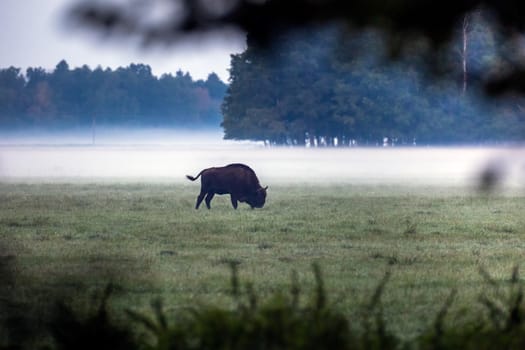 Wild european aurochs in the forest at Belovezhskaya Pushcha National Park, Belarus.