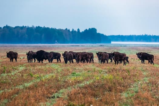 Wild european aurochs in the forest at Belovezhskaya Pushcha National Park, Belarus.