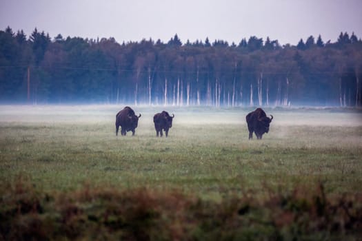 Wild european aurochs in the forest at Belovezhskaya Pushcha National Park, Belarus.