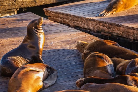 Sea Lions at Pier 39 Fisherman's Wharf has become a major tourist attraction at San Francisco, USA.