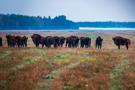 Wild european aurochs in the forest at Belovezhskaya Pushcha National Park, Belarus.