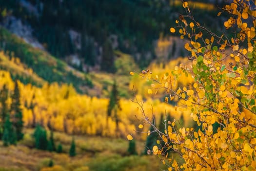 Maroon bells at autumn season in in Aspen Colorado, USA.