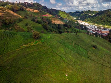 Aerial view of Karadeniz, Turkey. Endless nature with mountains and hills. Tea plantations and people harvesting crops in Rize, Turkey.