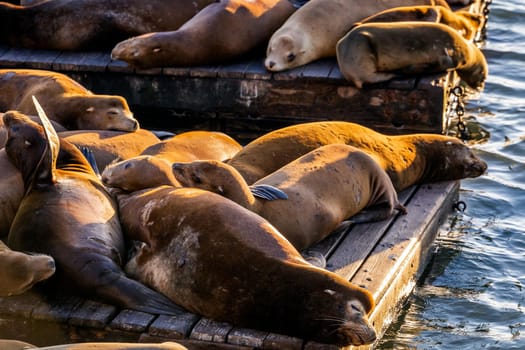 Sea Lions at Pier 39 Fisherman's Wharf has become a major tourist attraction at San Francisco, USA.