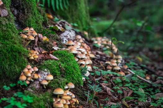 Mushrooms in the forest at Belovezhskaya Pushcha National Park, Belarus.