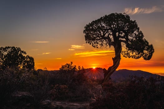 Juniper tree at the Black Canyon of the Gunnison National Park is an American national park located in western Colorado, USA.