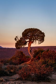 Juniper tree at the Black Canyon of the Gunnison National Park is an American national park located in western Colorado, USA.