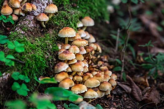 Mushrooms in the forest at Belovezhskaya Pushcha National Park, Belarus.