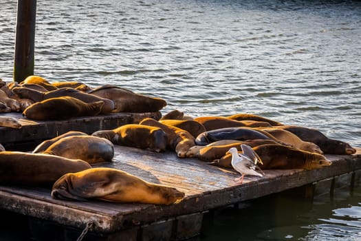 Sea Lions at Pier 39 Fisherman's Wharf has become a major tourist attraction at San Francisco, USA.
