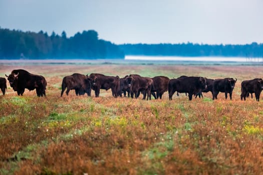 Wild european aurochs in the forest at Belovezhskaya Pushcha National Park, Belarus.