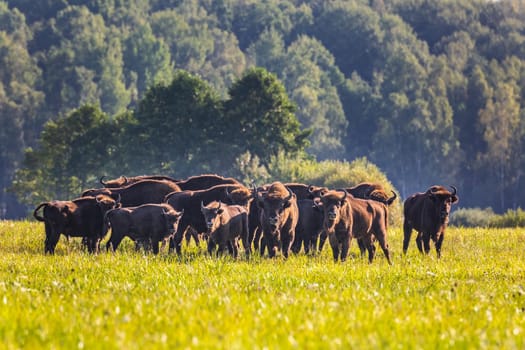 Wild european aurochs in the forest at Belovezhskaya Pushcha National Park, Belarus.