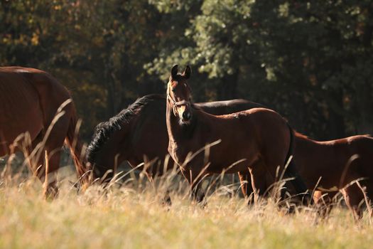 Foal in a meadow against the trees in the morning.