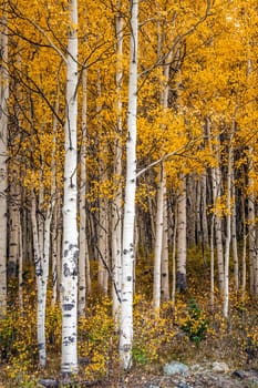 Beautiful yellow autumn aspen tree leaves. Taken near Silverton at the Million Dollar Highway, Colorado Rocky Mountains, USA.