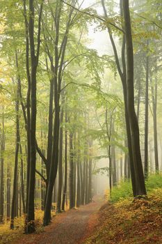 Forest path in misty weather